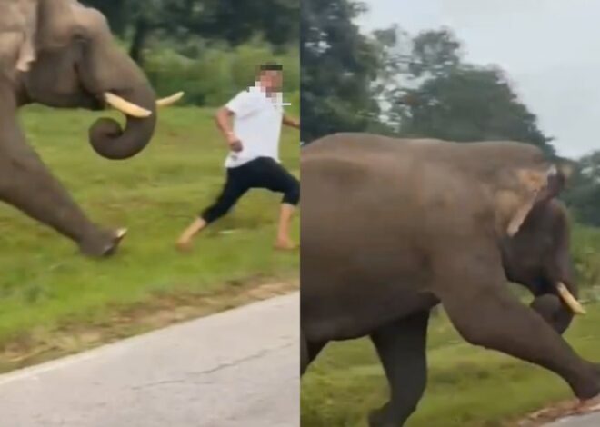 Faktanya, mencoba “selfie” dengan gajah, pria itu terluka parah