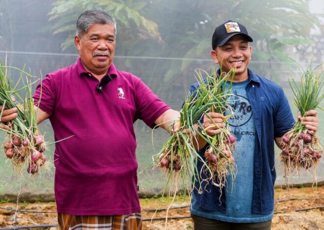 Tanam tepi rumah, Mat Saju menunjukkan panen pertama