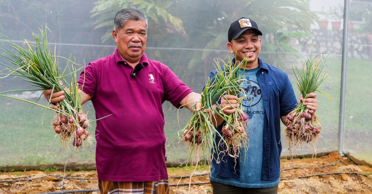 Tanam tepi rumah, Mat Saju menunjukkan panen pertama