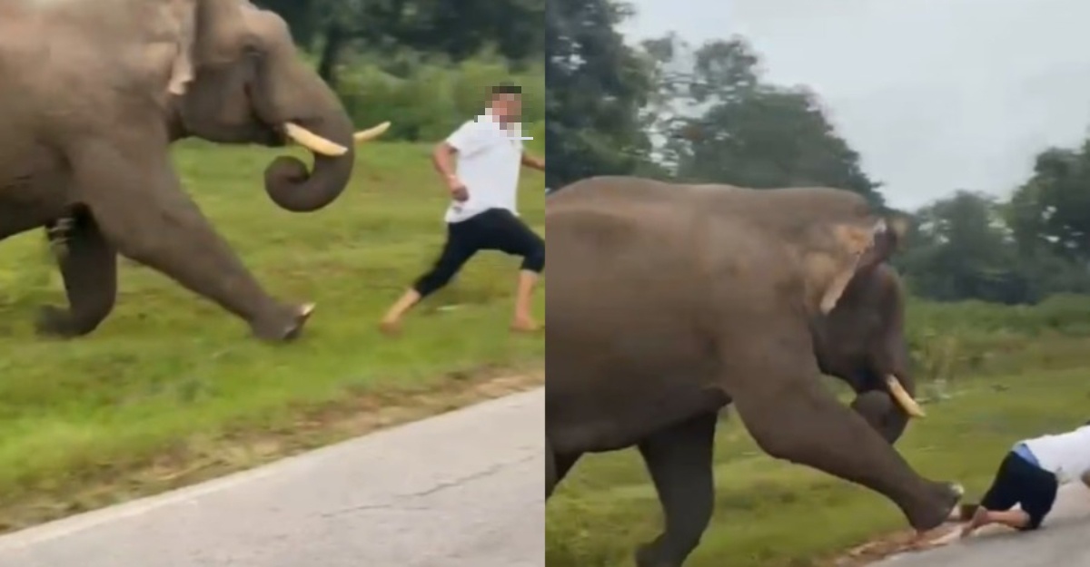 Faktanya, mencoba “selfie” dengan gajah, pria itu terluka parah