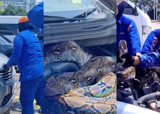 Semula Pergi ke Pesta, Wanita Tak Mengira Ular Besar ‘Teduh’ di dalam Mobil