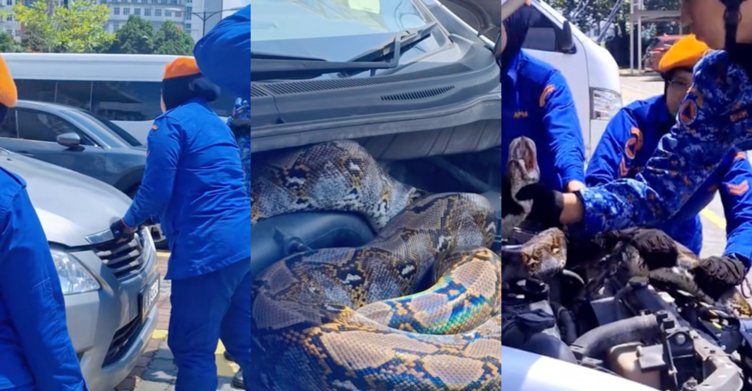 Semula Pergi ke Pesta, Wanita Tak Mengira Ular Besar ‘Teduh’ di dalam Mobil
