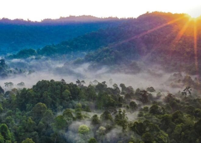 Jangan Panik Jika Tersesat di Hutan, Gunakan Rumus “STOP”.