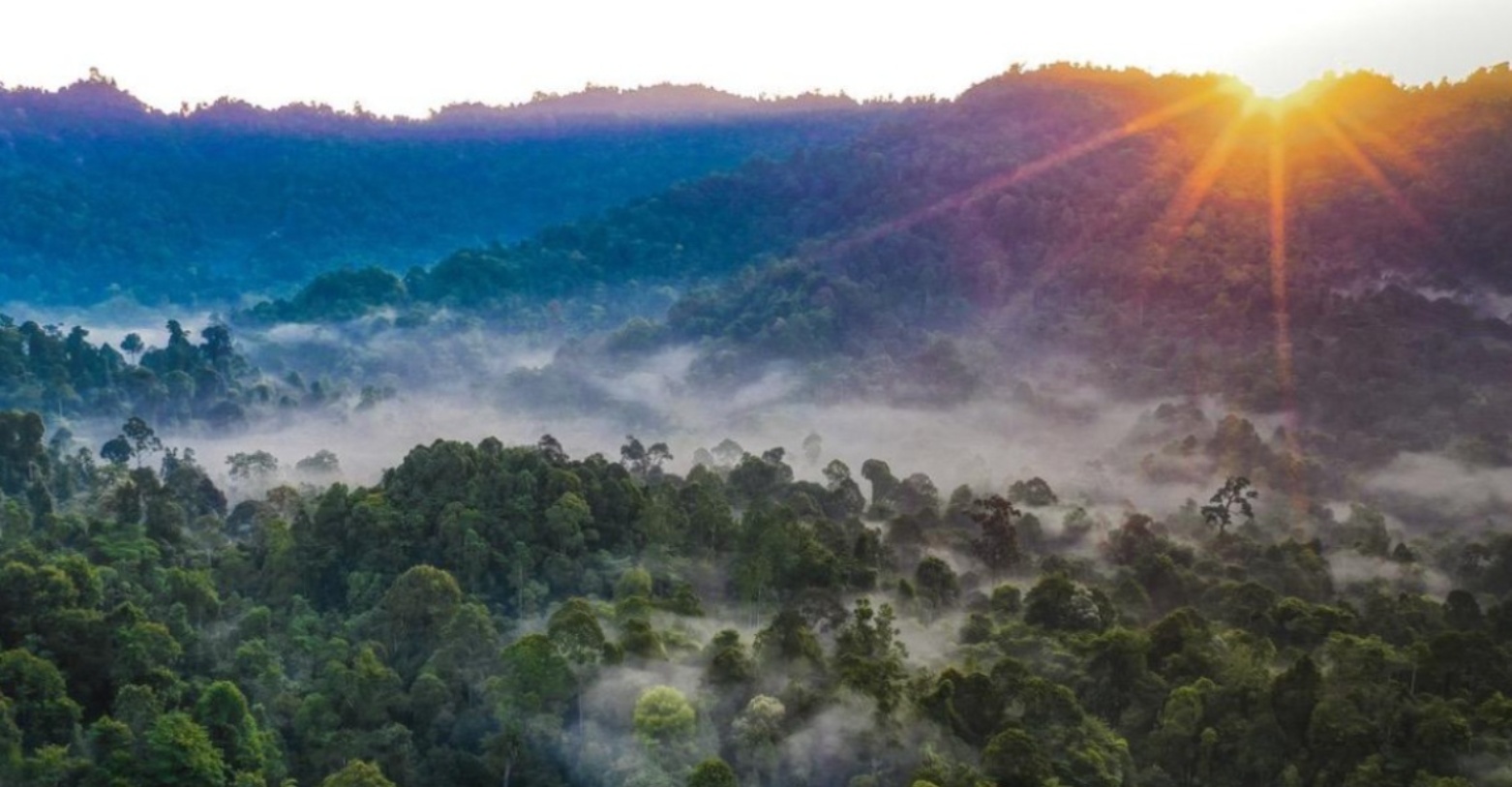 Jangan Panik Jika Tersesat di Hutan, Gunakan Rumus “STOP”.